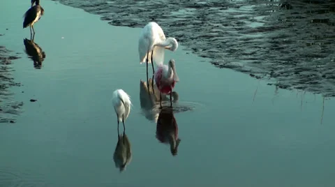 Roseate Spoonbill flapping his wings Stock Footage 32787170