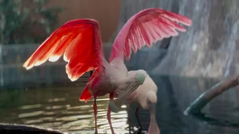 Roseate Spoonbill flaps its wings. Portrait of a Roseate Spoonbill Stock Footage 304622570