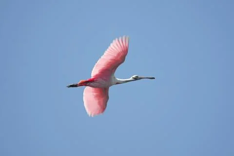 Roseate spoonbill in flight Stock Photos