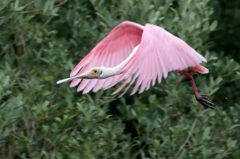 Roseate Spoonbill in Flight Stock Photos