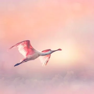 Roseate Spoonbill in flight Stock Photos