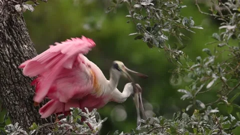 Roseate Spoonbill in Florida Stock Footage 171593809