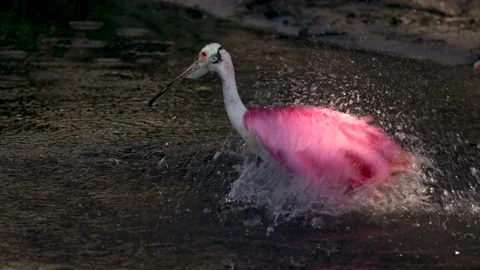 Roseate Spoonbill in Florida Stock Footage 204956196