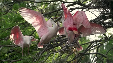 Roseate Spoonbill in Florida Stock Footage 244883458
