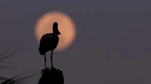 Roseate Spoonbill in Florida Stock Footage 307353895