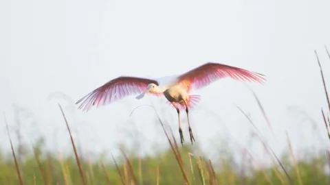Roseate spoonbill flying and landing in South Florida Everglades marsh Stock Footage