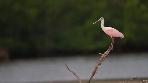 Roseate Spoonbill Flying Stock Footage 268491962