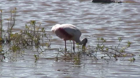 Roseate spoonbill A 스톡 동영상 7732549