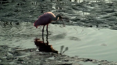 Roseate Spoonbill Stock Footage 32786956