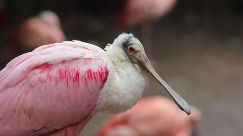 Roseate Spoonbill Stockbeeldmateriaal 57361187