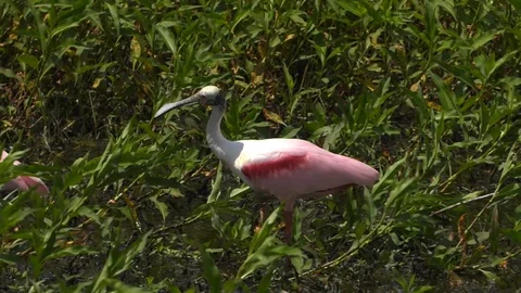 Roseate Spoonbill Stock Footage 94271896