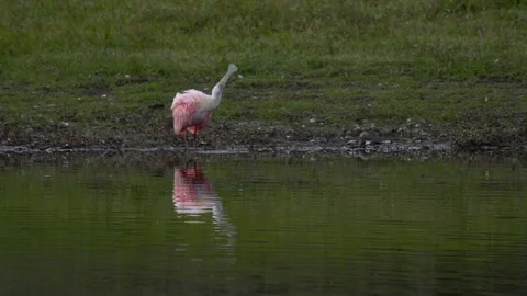 Roseate spoonbill Stock Footage 102527744