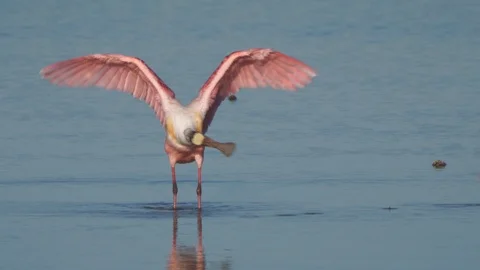 Roseate spoonbill Stock Footage 107693831