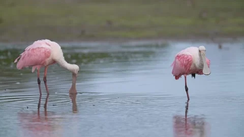 Roseate spoonbill Видео 268492287