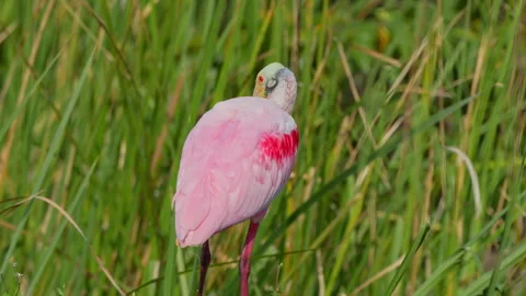 ROSEATE SPOONBILL Stock Footage 273195442