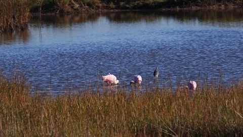The Roseate Spoonbill Stock Footage 323702110