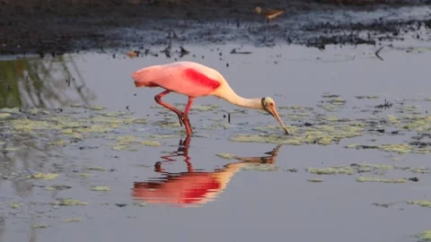 Roseate Spoonbill foraging Stock Footage 145716452