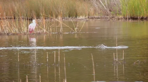 Roseate spoonbill in marsh large fish swim bys Stock Footage 68005244
