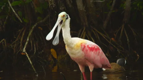 Roseate spoonbill mating ritual Stock Footage 61541618