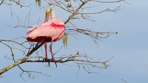 ROSEATE SPOONBILL PERCHING Stock Footage 273197658