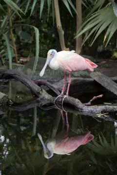 Roseate Spoonbill Stock Photos