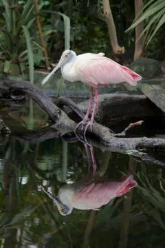 Roseate spoonbill Stock Photos