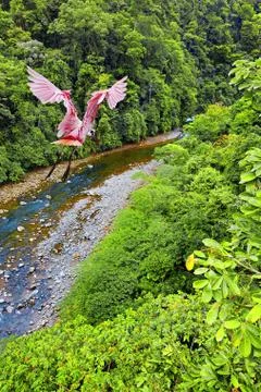 Roseate Spoonbill Stock Photos