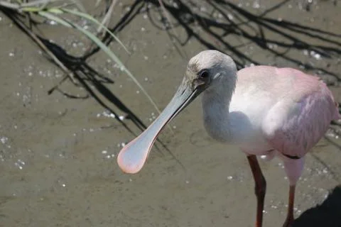 Roseate spoonbill Stock Photos