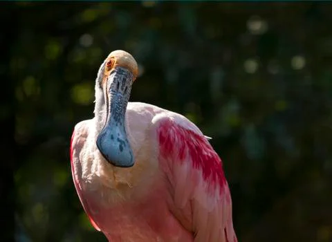 Roseate spoonbill Stock Photos