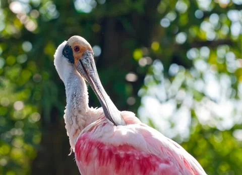 Roseate spoonbill Stock Photos