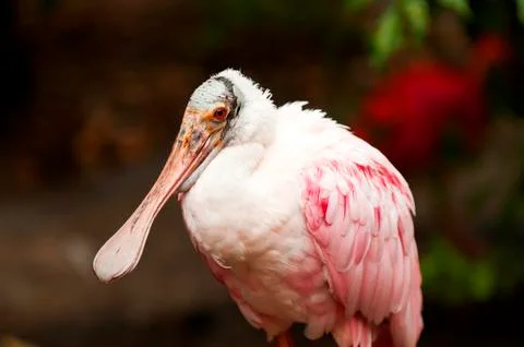 Roseate spoonbill Foto stock