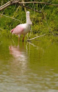 Roseate spoonbill Foto stock