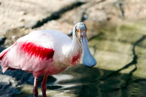 Roseate spoonbill Stock Photos