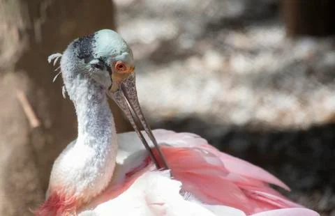 Roseate spoonbill Stock Photos