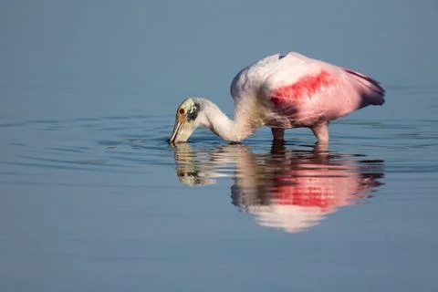 Roseate Spoonbill Stock Photos