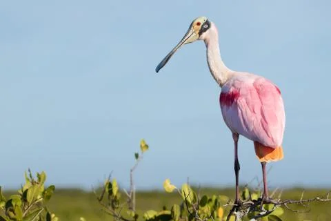 Roseate Spoonbill Stock Photos