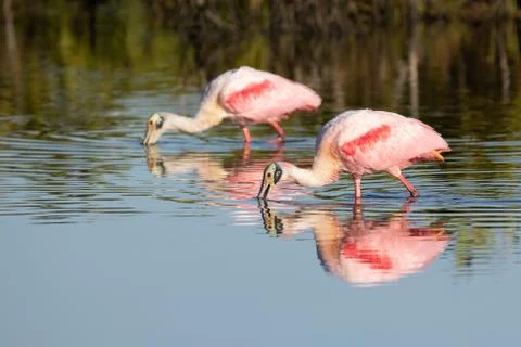Roseate Spoonbill Stock Photos