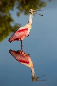 Roseate Spoonbill Stock Photos