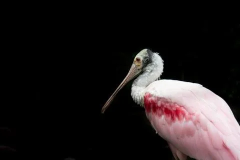 Roseate Spoonbill 库存照片