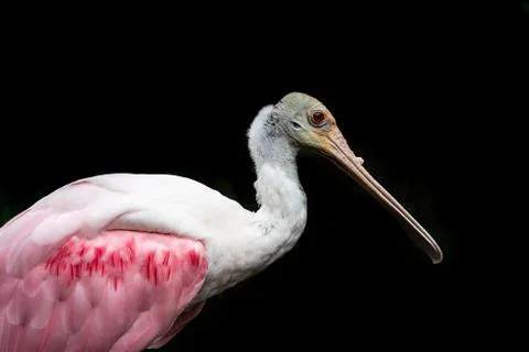 Roseate Spoonbill Stock Photos