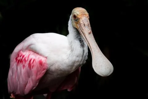 Roseate Spoonbill 库存照片