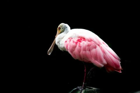 Roseate Spoonbill Stock Photos