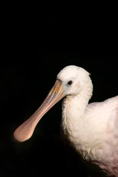 Roseate Spoonbill 库存照片