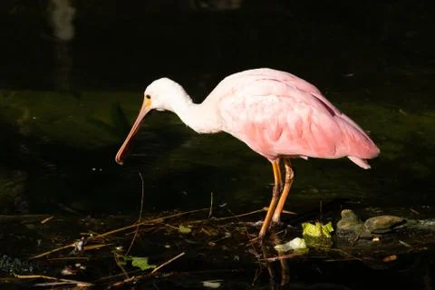 Roseate Spoonbill 库存照片