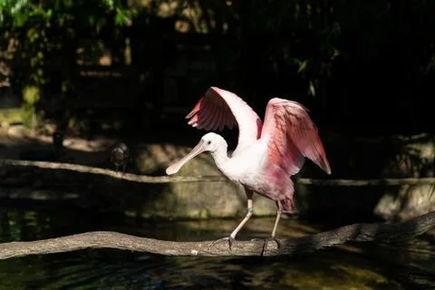 Roseate Spoonbill Stock Photos