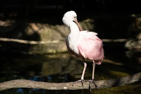 Roseate Spoonbill Stock Photos