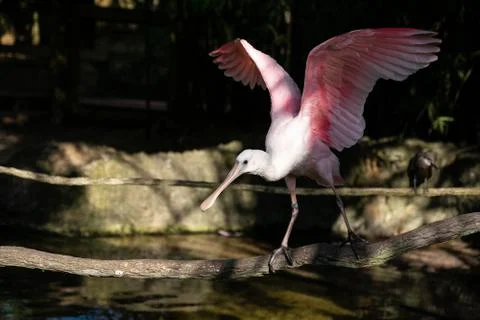 Roseate Spoonbill 库存照片