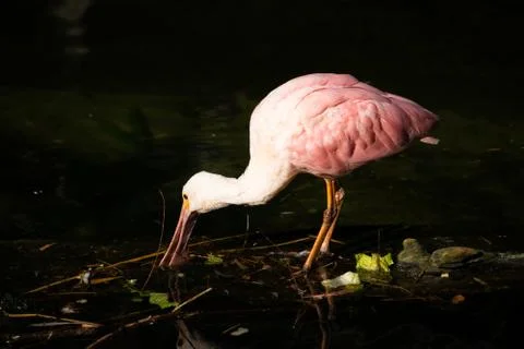 Roseate Spoonbill Stock Photos