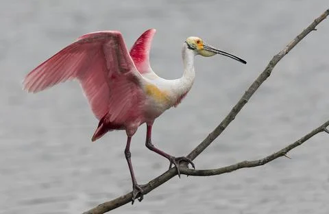 Roseate spoonbill Stock Photos
