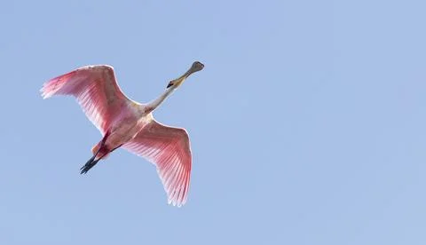 Roseate spoonbill Stock Photos